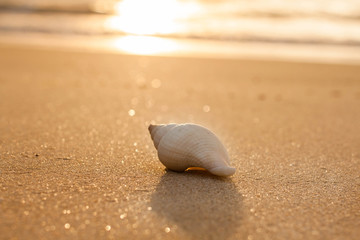 relaxing sunset at the beach with large conch shell