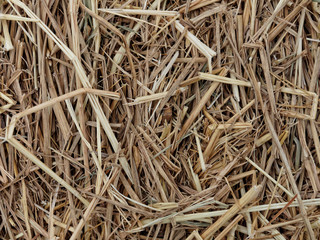 Texture of hay or straw, used as background, for feeding farm animals