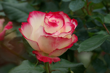 Rose panachée blanc et rose au printemps au jardin
