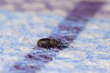 small black beetle crawling