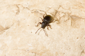 the black beetle