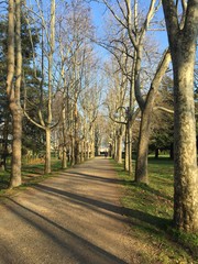 viale assolato invernale