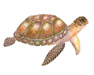 Sea turtle. Watercolor illustration.