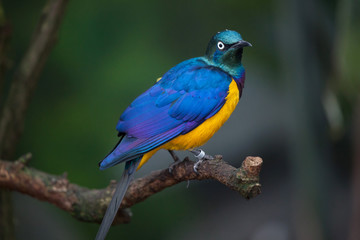 Golden-breasted starling (Lamprotornis regius)