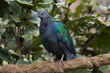 Nicobar pigeon (Caloenas nicobarica).