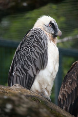 Bearded vulture (Gypaetus barbatus)