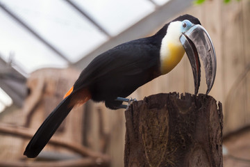 Channel-billed toucan (Ramphastos vitellinus).