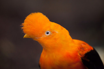 Andean cock-of-the-rock (Rupicola peruvianus)
