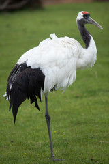 Fototapeta premium Red-crowned crane (Grus japonensis)