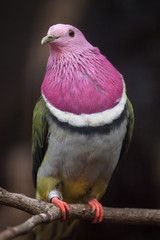 Pink-headed fruit dove (Ptilinopus porphyreus)