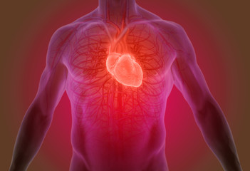 3d illustration of the human heart anatomy