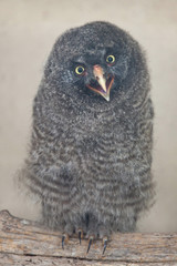 Great grey owl (Strix nebulosa)