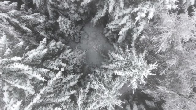 Aerial view of a winter woods. High frosty pines in winter forest.