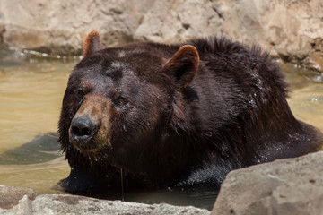 American black bear (Ursus americanus)
