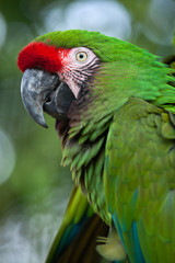 Green military macaw (Ara militaris)