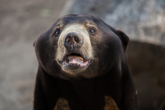 Malayan sun bear (Helarctos malayanus)