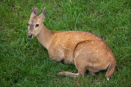 Fototapeta Indian hog deer (Hyelaphus porcinus)