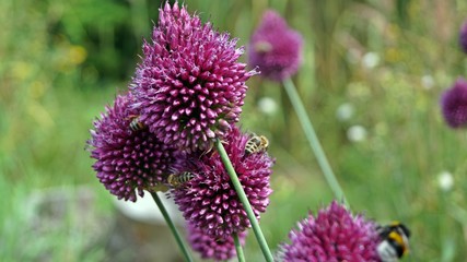 Bienen auf Lauchblueten