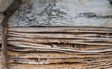 Background of bark pieces of dried birch, Trentino Alto Adige, Dolomites, Italy