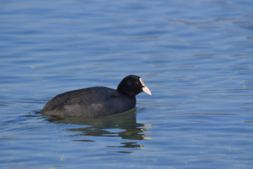 Folaga che nuota sul lago