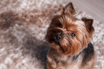 Yorkshire terrier at home