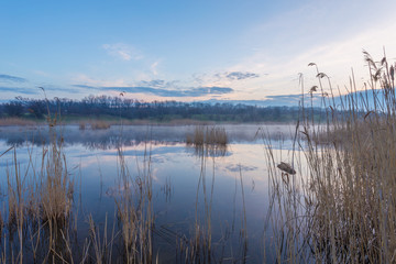 Misty morning at the lake