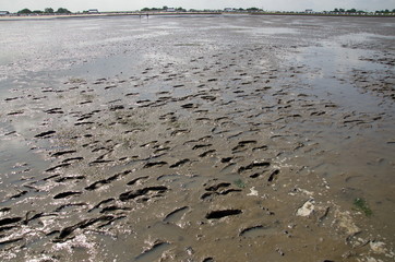 Wattwanderung im UNESCO Weltnaturerbe Wattenmeer