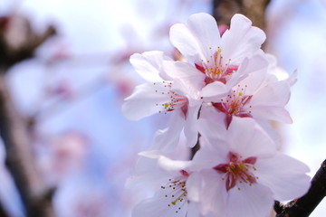 Fototapeta premium 凛とした桜