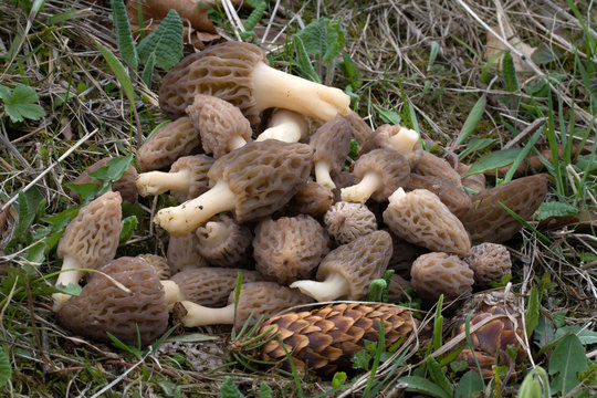 Morel (Black morel mushrooms, morchella conica, morchella elata)