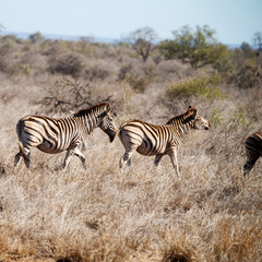   in south africa     wildlife  nature  reserve and  zebra