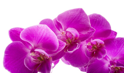 Obraz na płótnie Canvas Orchid isolated on white background. Abundant flowering of magenta phalaenopsis orchid. Spa background. Selective focus