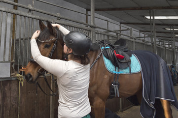 Pferd - Hannoveraner - wird in der Stallgasse gezügelt 