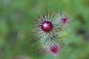 fiore spinoso in macro