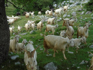 capre e capra in natura nel loro gregge © Felice