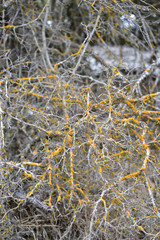 Tree branches on a national park in Turkey