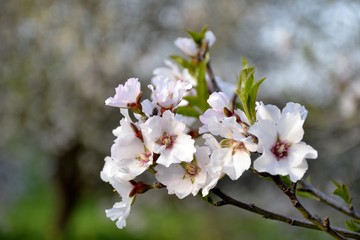 Details of wild almond flowers and leaves