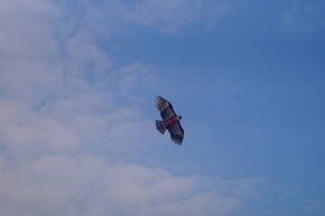 Obraz na płótnie Canvas Eagle shaped kite, flying under the blue sky and white clouds