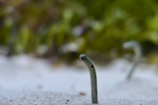 Kleiner Sandaal