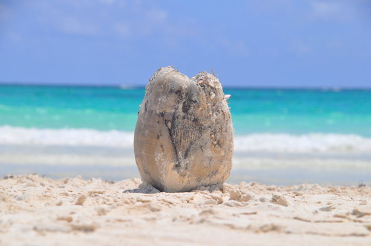 Coco Beach