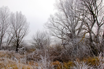 Early winter hills landscape with hoarfrost covered plats, trees