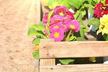 Fototapeta na wymiar Colored primroses for the arrival of spring.
