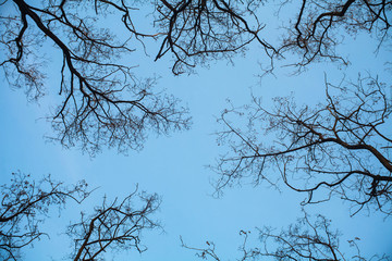  Looking at the sky in forest