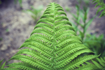 Green leaf fern