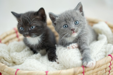 Kittens 