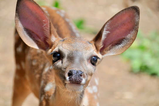 Bambi baby