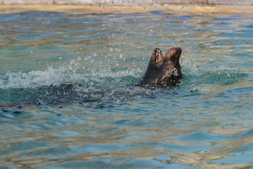 Fototapeta premium Seelöwe spielt im Bassin