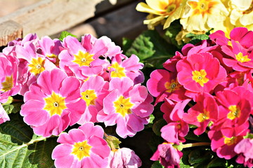 Colored primroses for the arrival of spring.