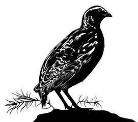 quail. bird quail. Vector silhouette of standing Common quail.