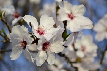 Details of wild almond flowers and leaves
