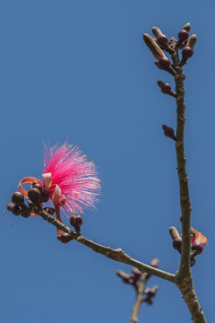 rosa Bl&uuml;te Pseudobombax